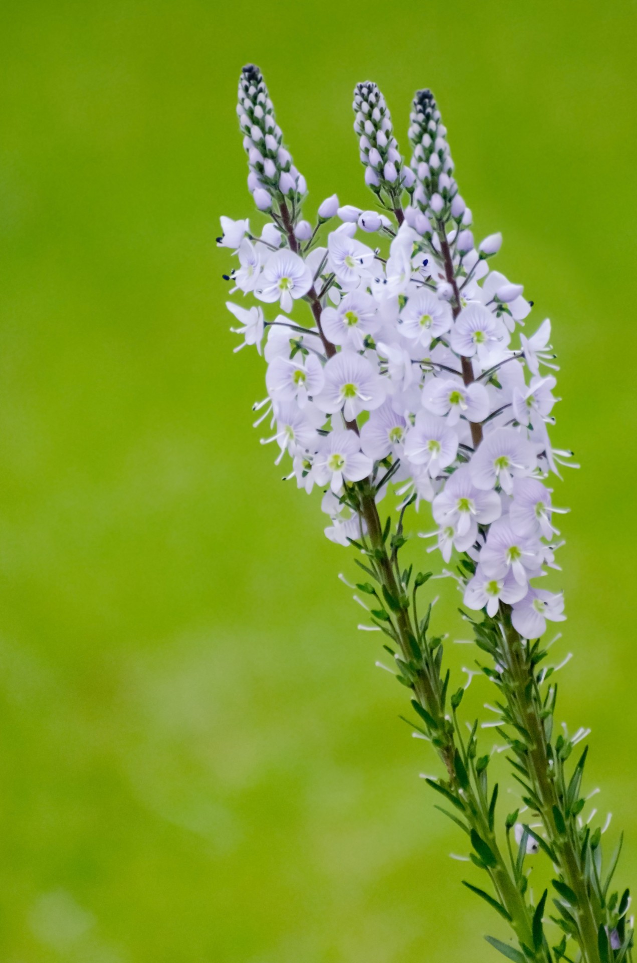 flowers flower plants free photo