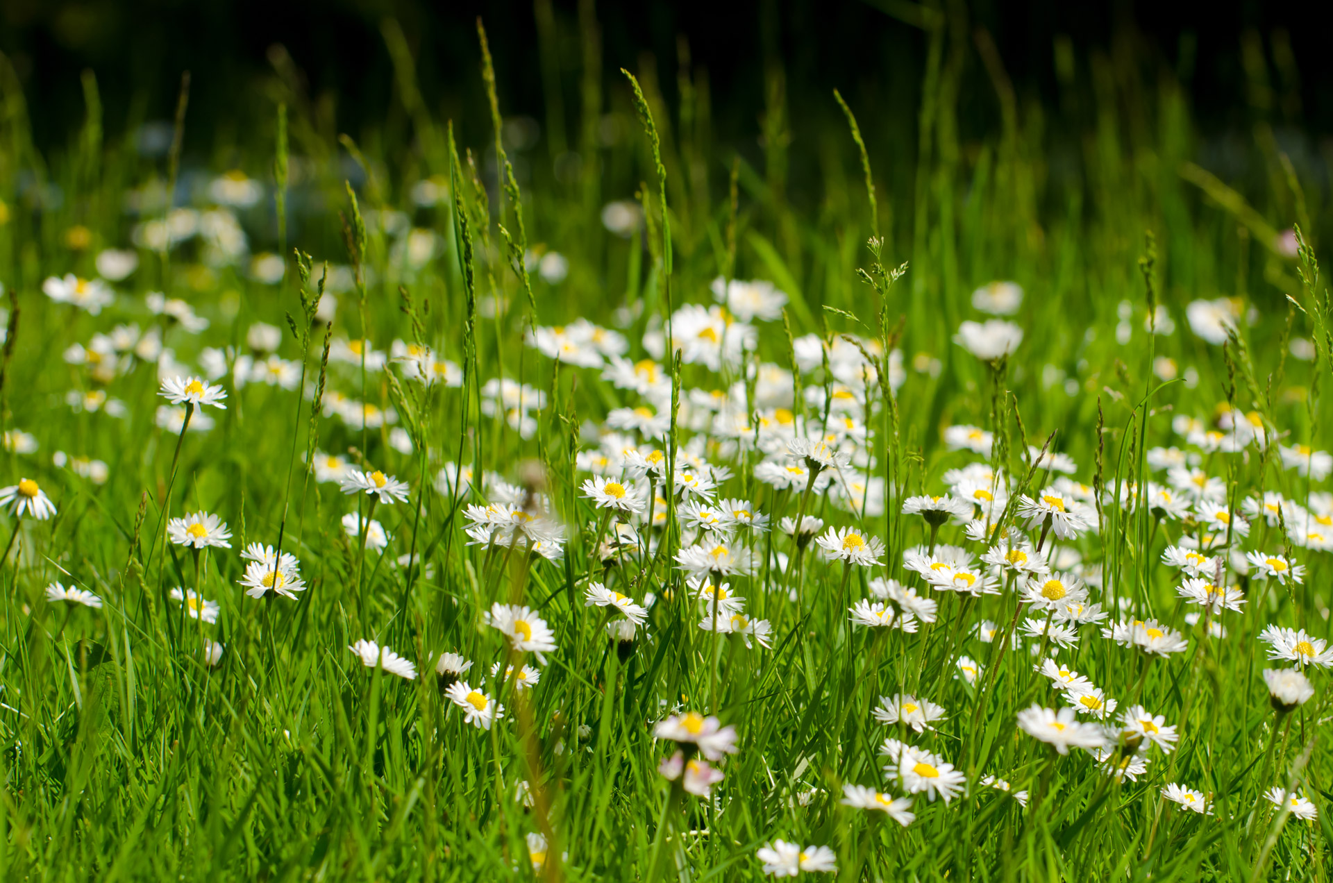 flower summer spring free photo