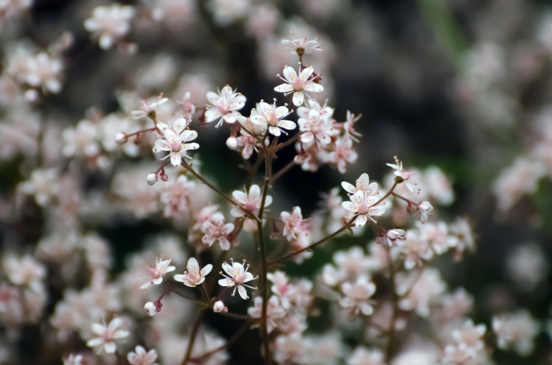 flowers flower plants free photo