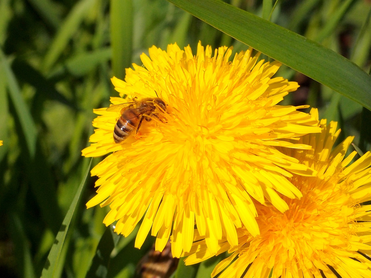 flowers dandelions bee free photo