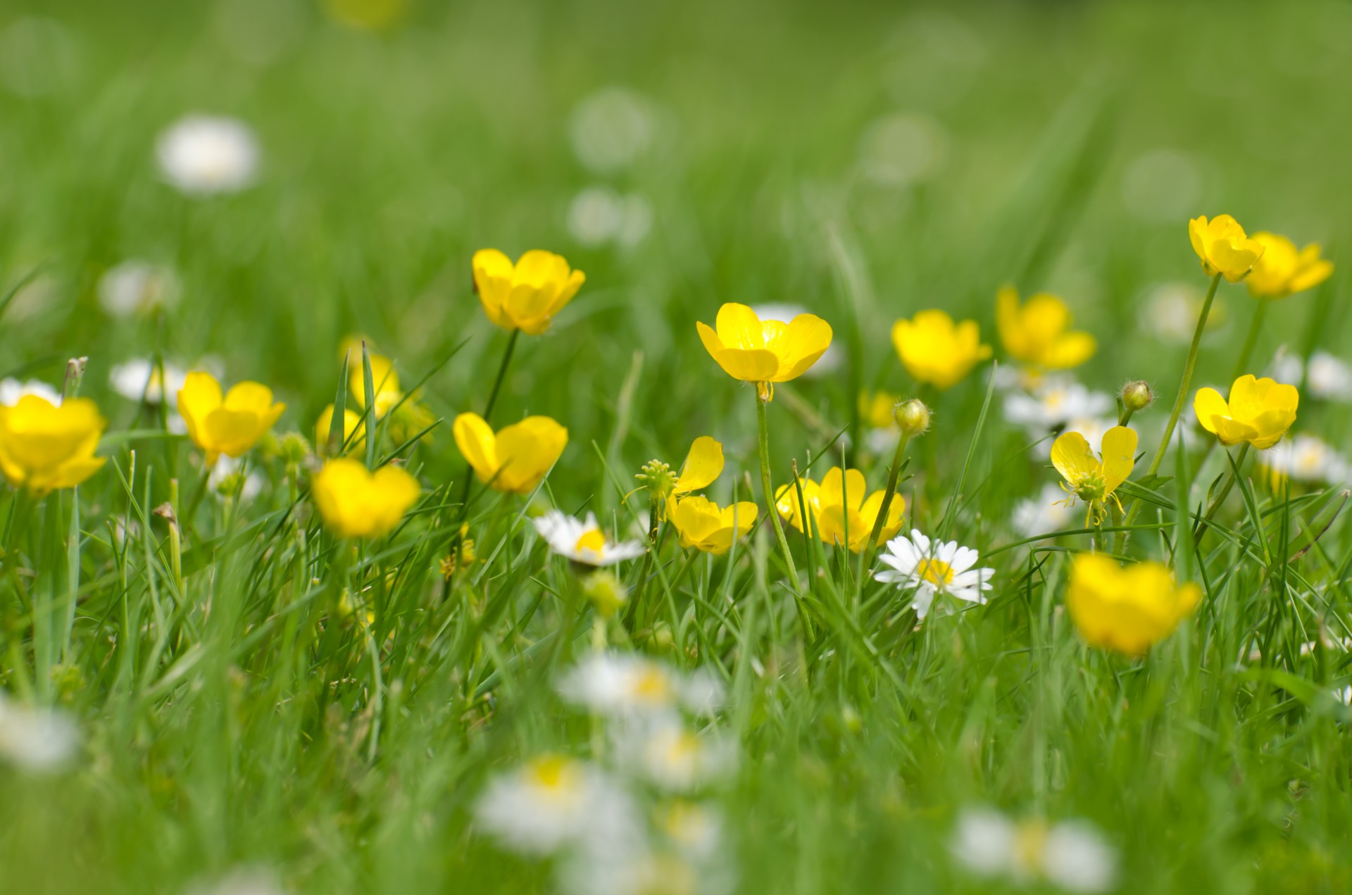 flower summer spring free photo