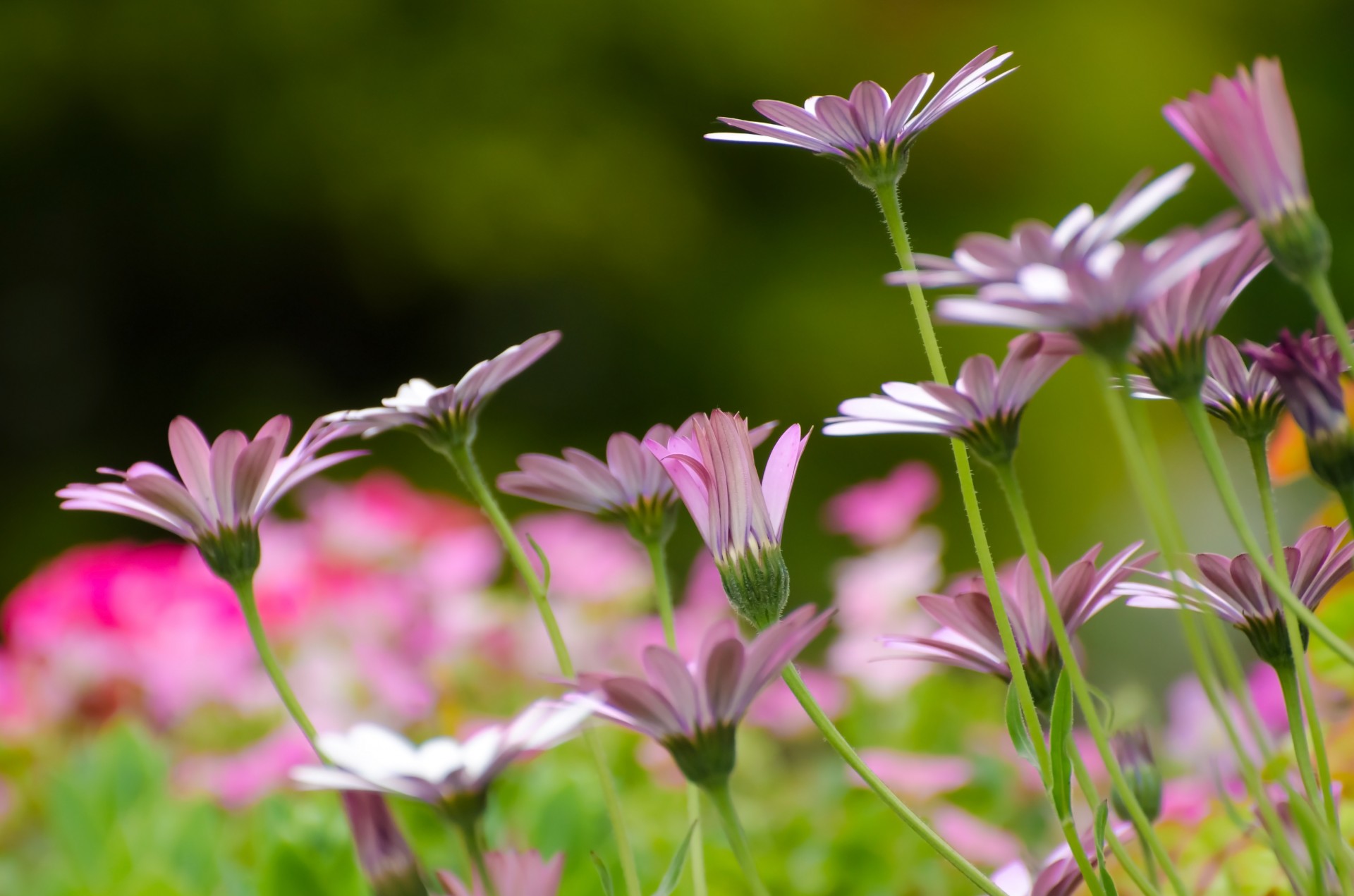 flowers flower plants free photo