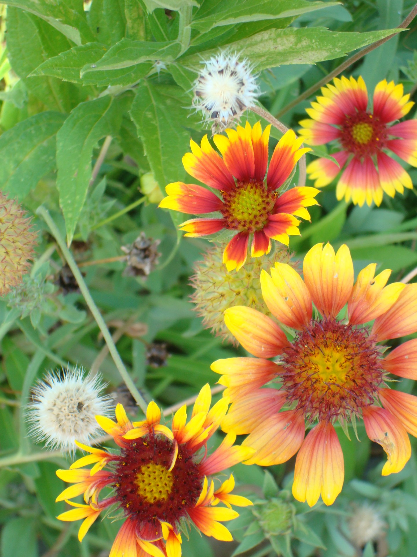 flower yellow orange free photo