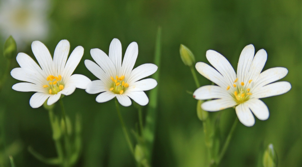 flowers white yellow free photo