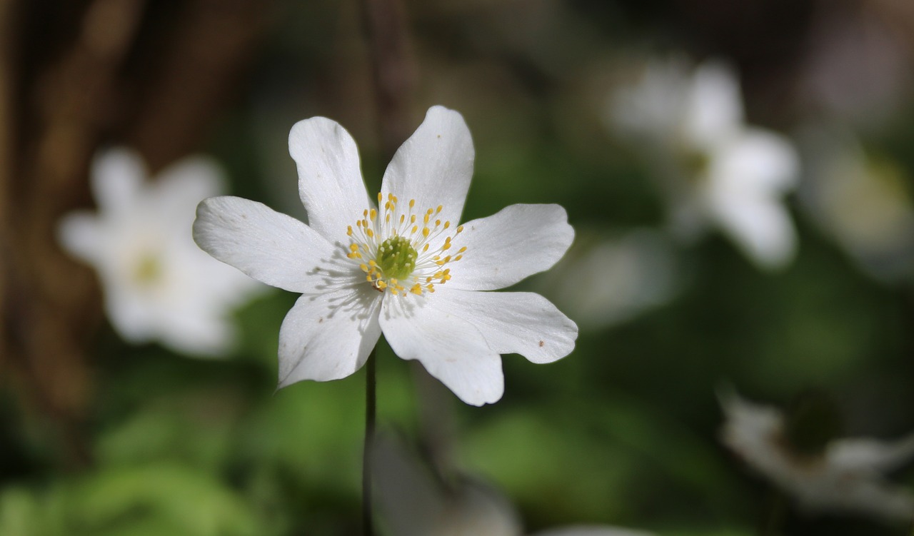 flowers white yellow free photo