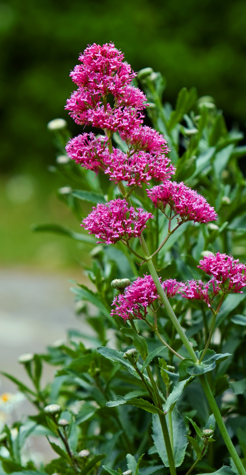 flowers flower pink free photo