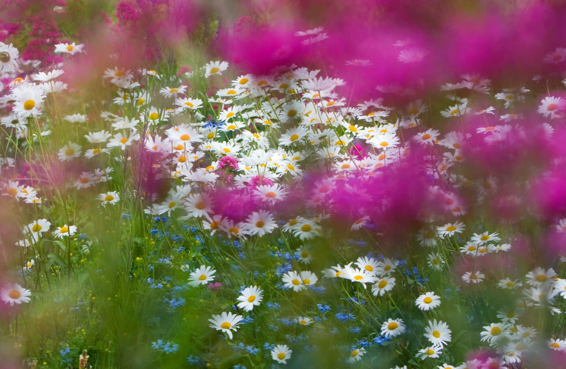 flowers flower daisy free photo