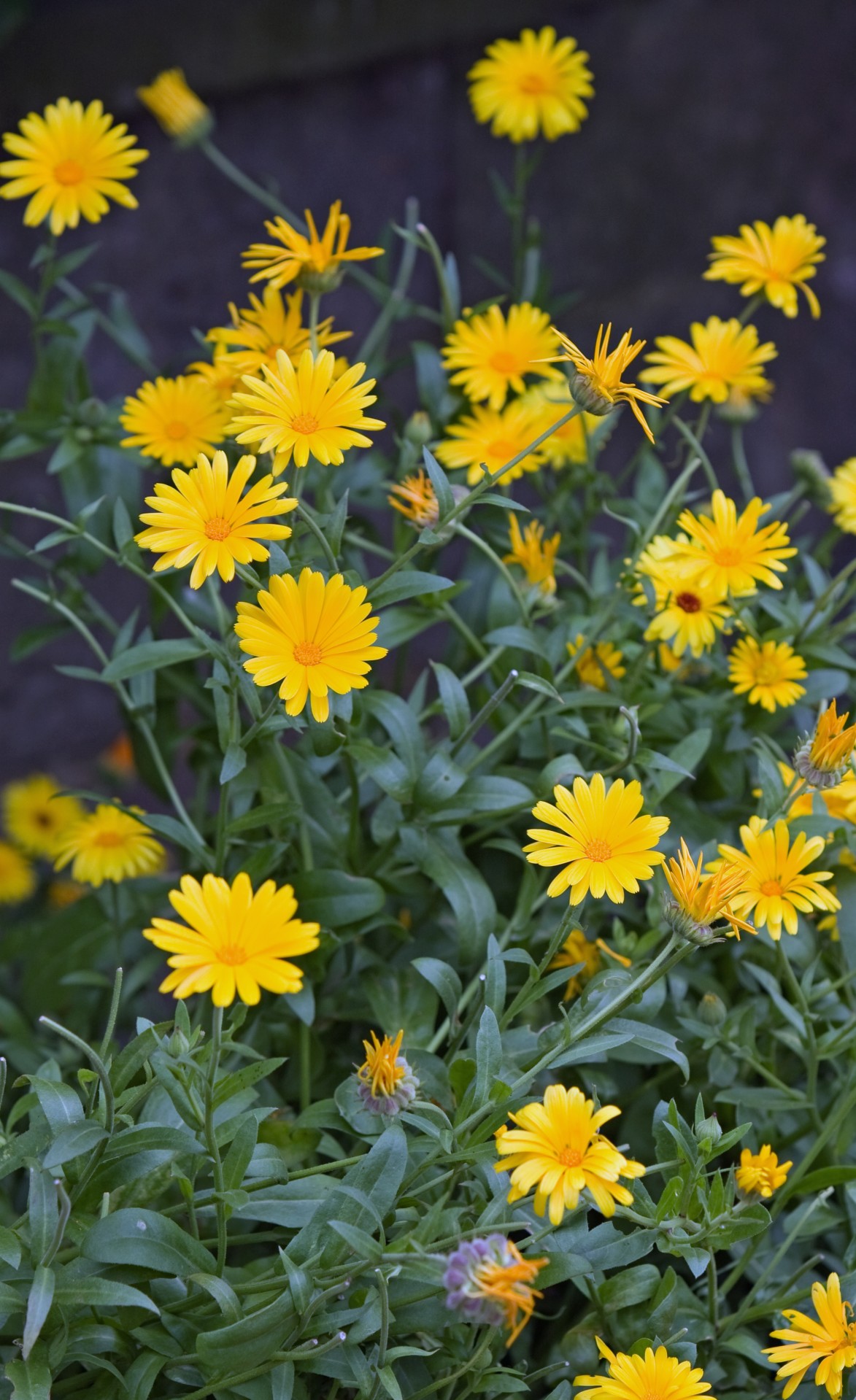 flowers orange yellow free photo