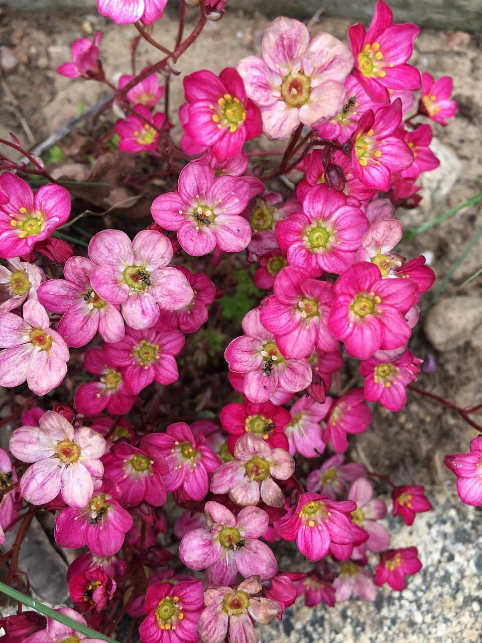 flowers flower the delicacy free photo