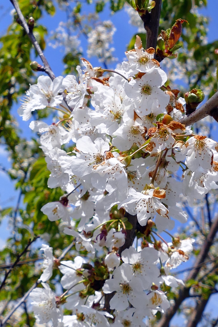 flowers blossom spring free photo