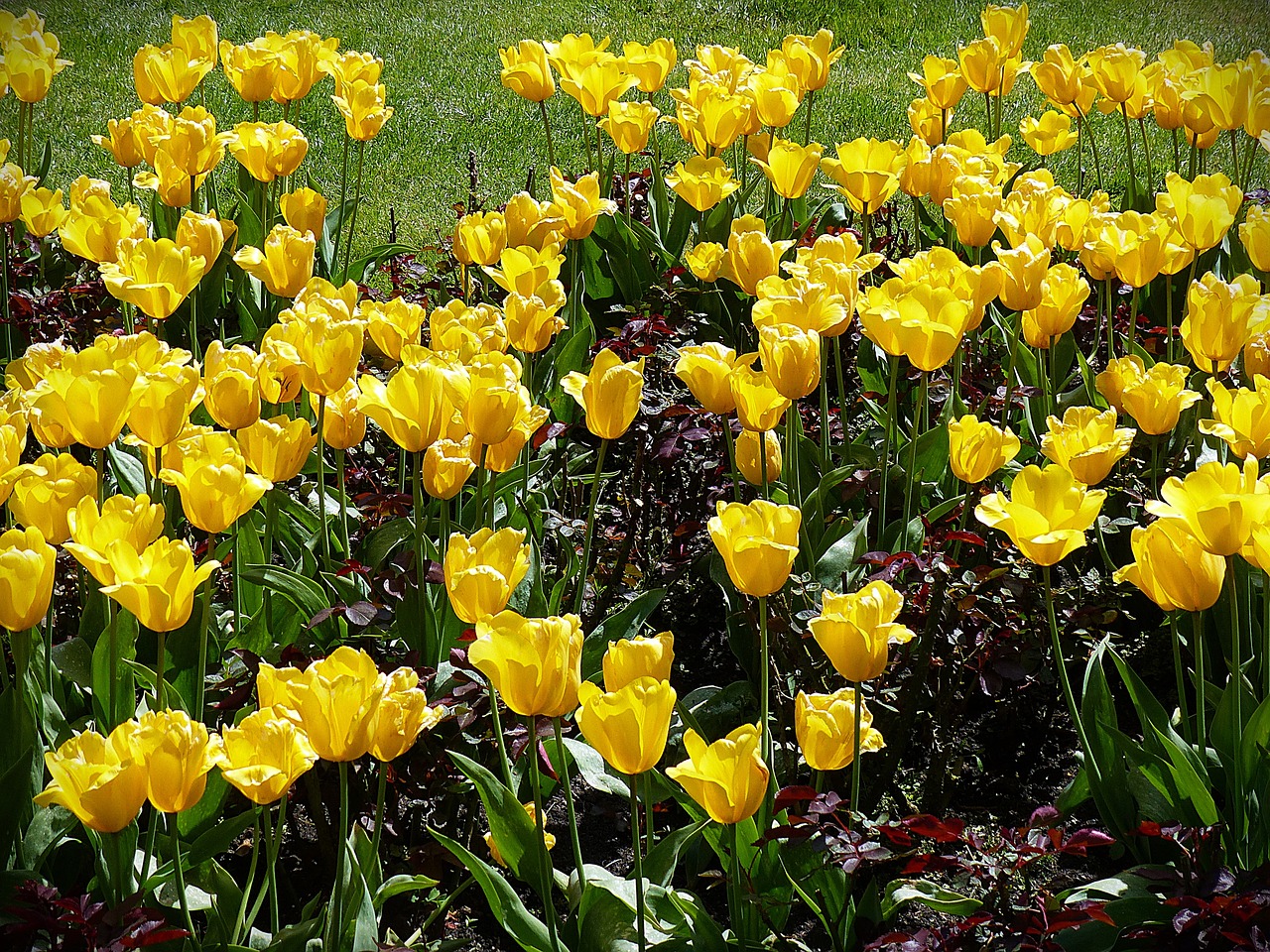 flowers tulips yellow free photo