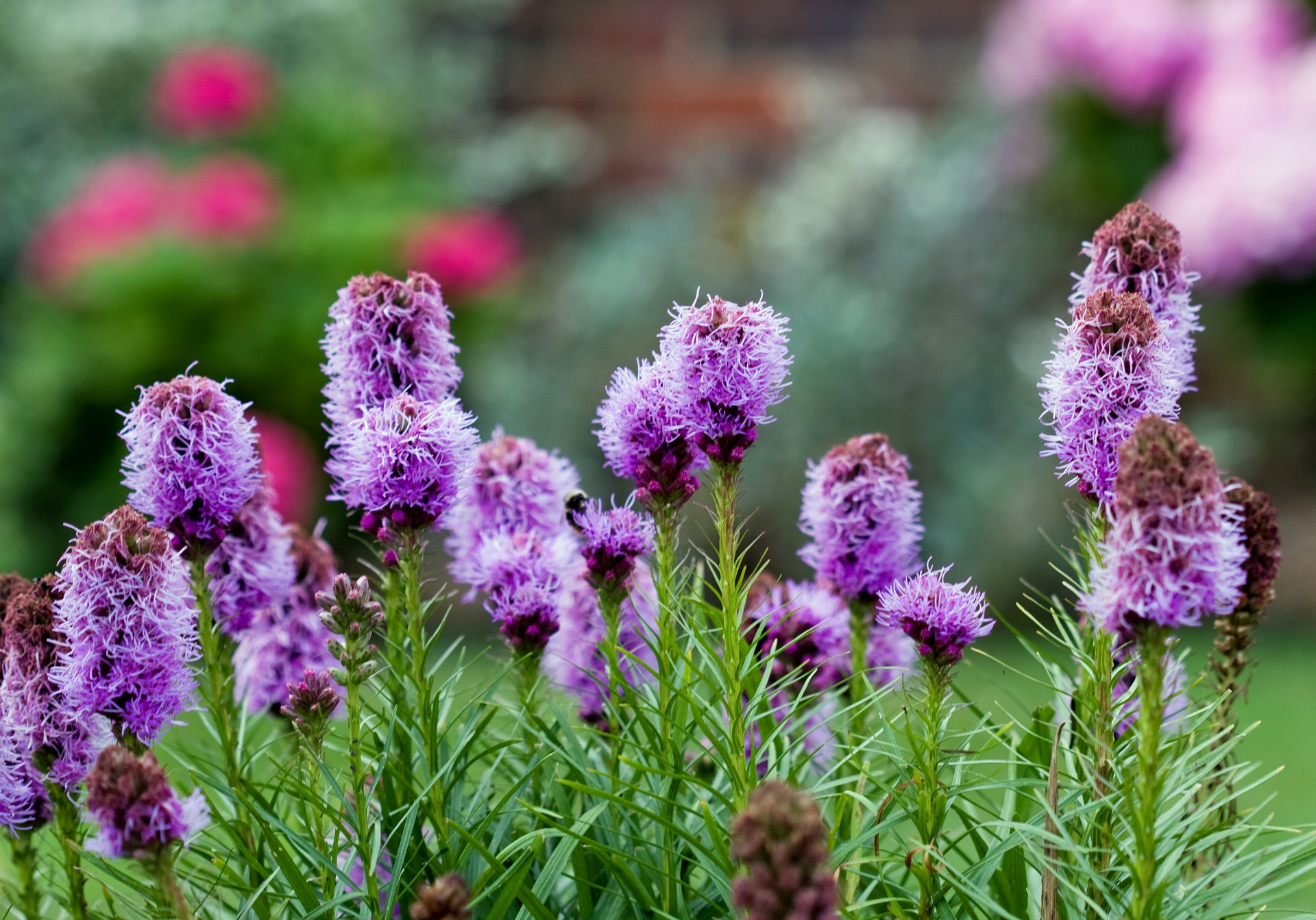 flower flowers purple free photo