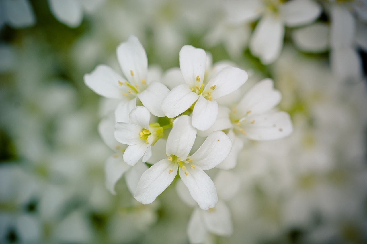 flowers bloom spring free photo