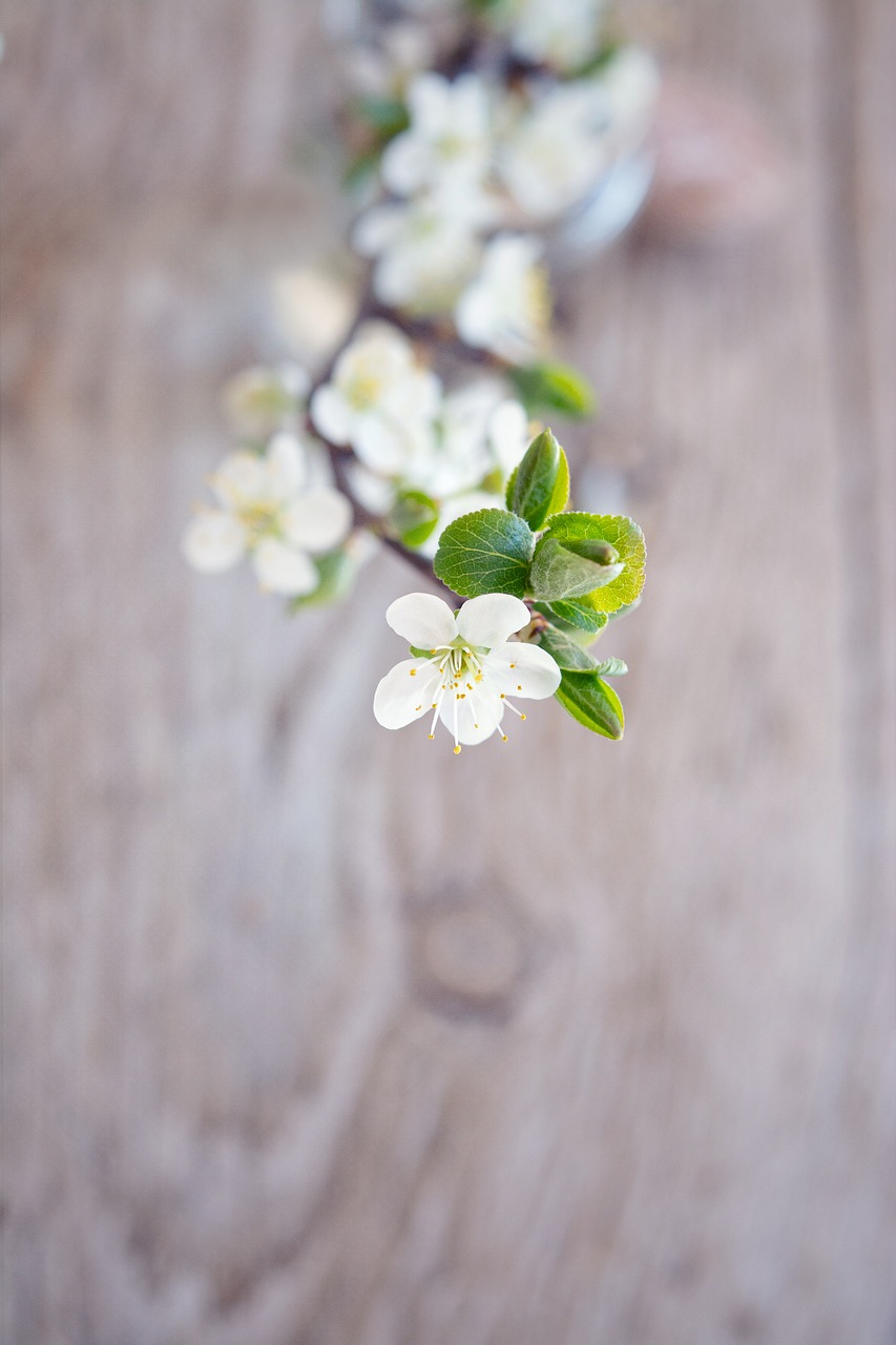 flowers white flowering twig free photo