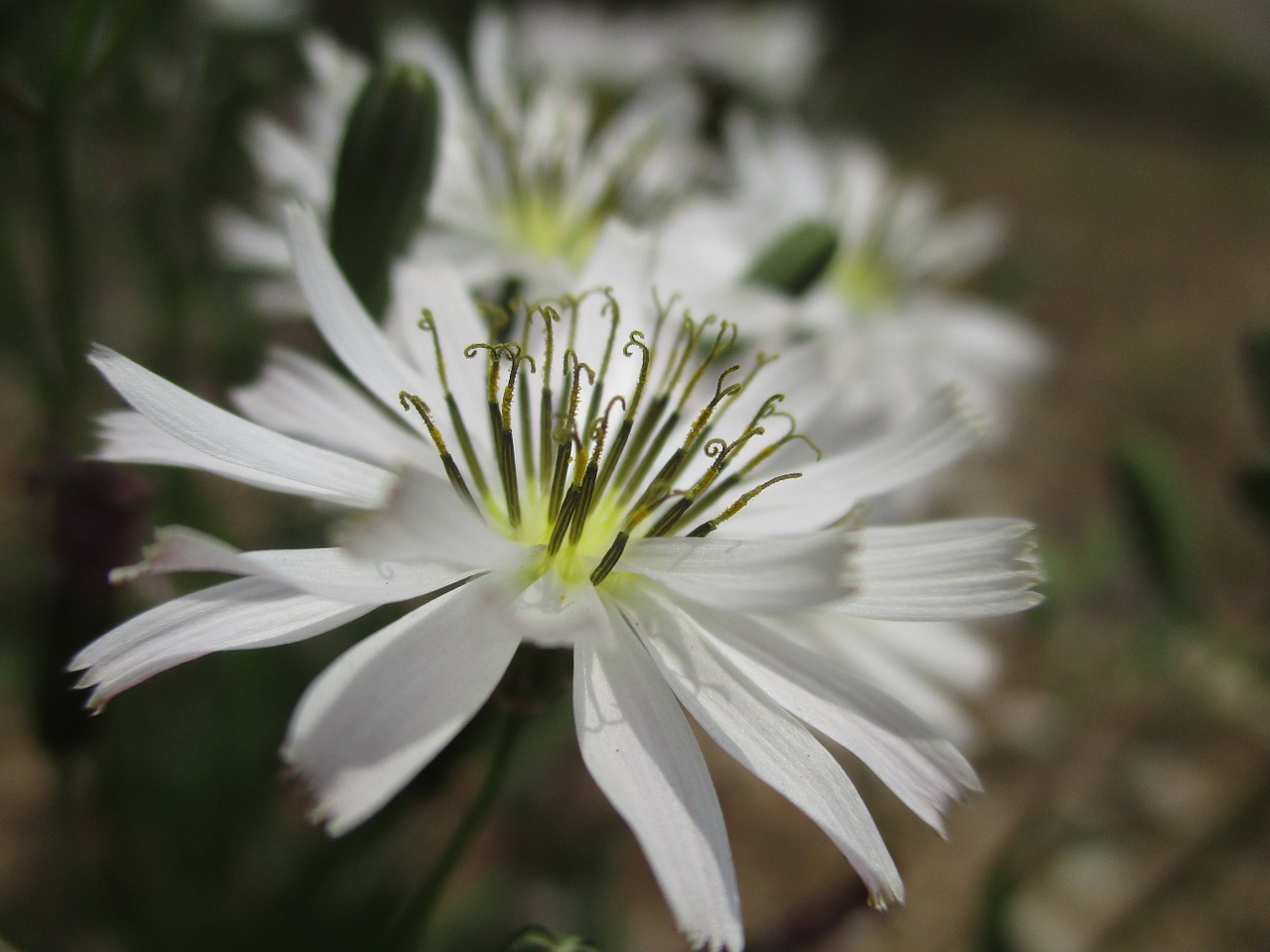 flowers plants spring free photo