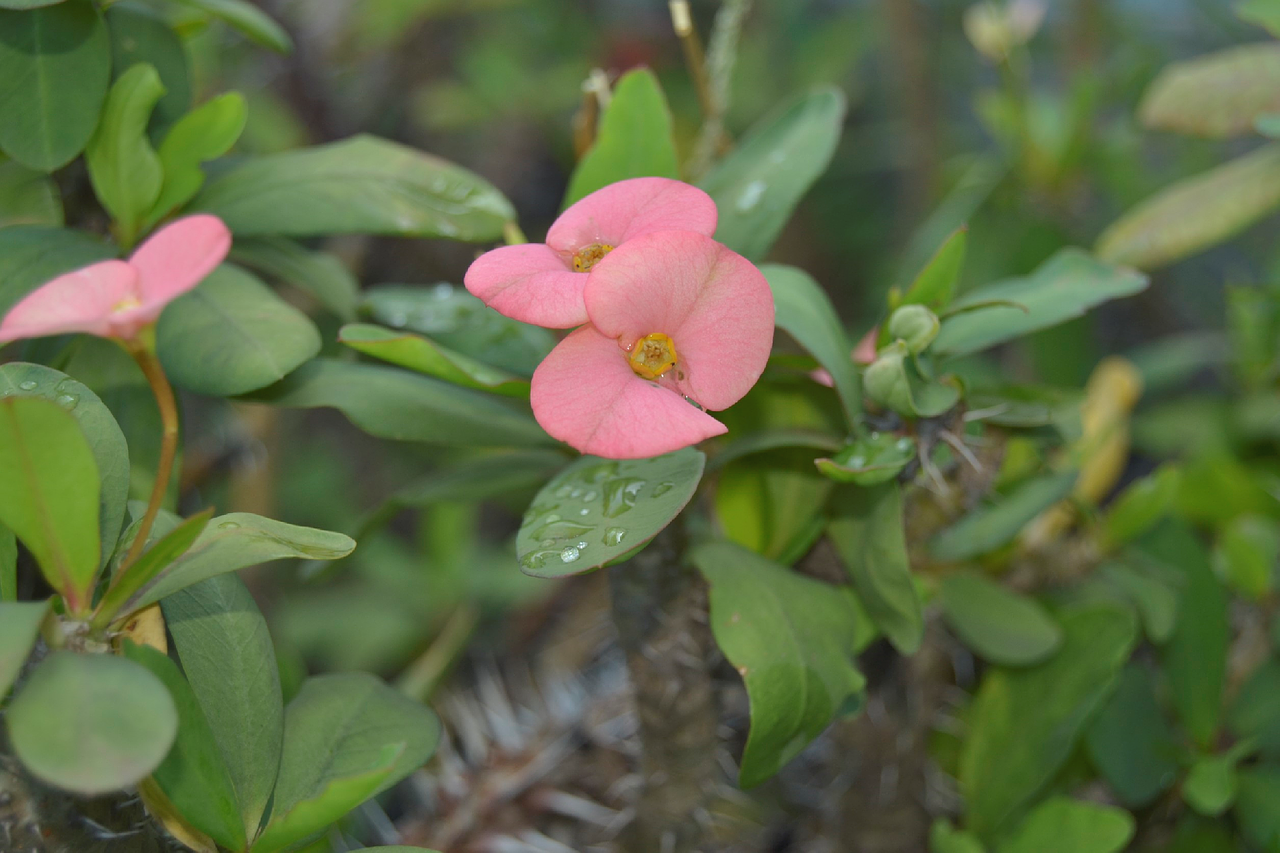 flowers ornamental plants bud free photo