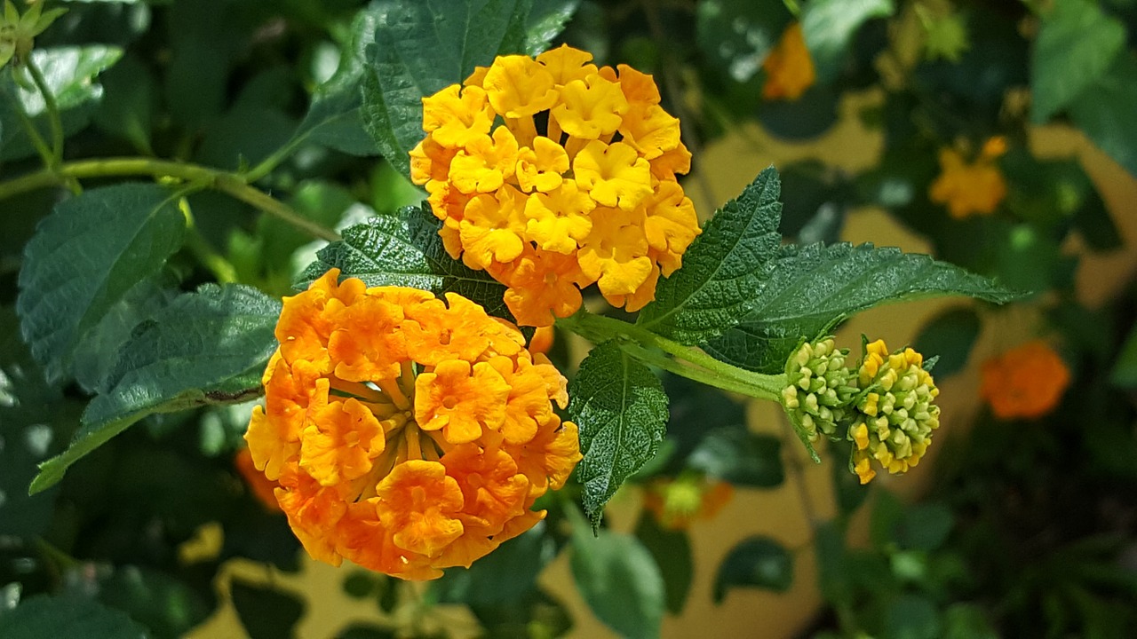 cariaquillo flowers tropical free photo