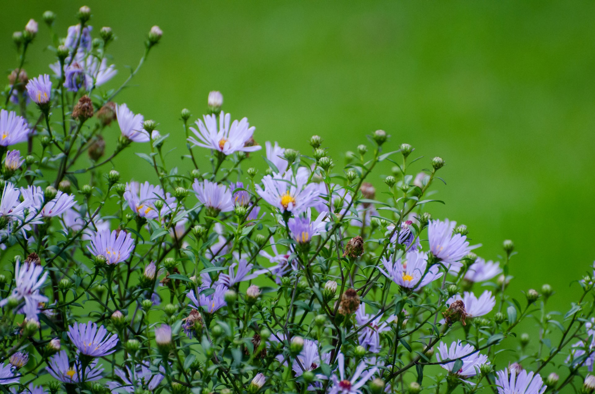 flowers flower plants free photo