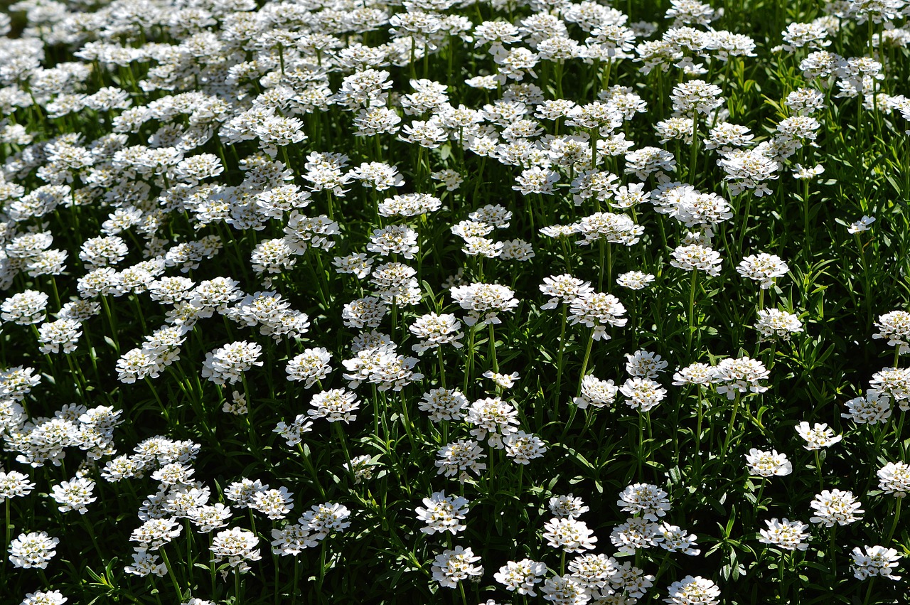flowers white wildflowers free photo