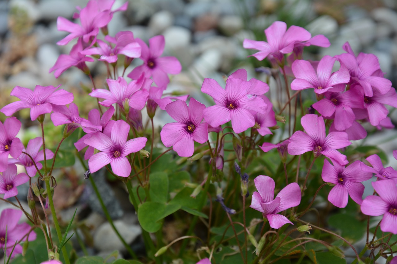 flowers purple flowers wildflowers free photo