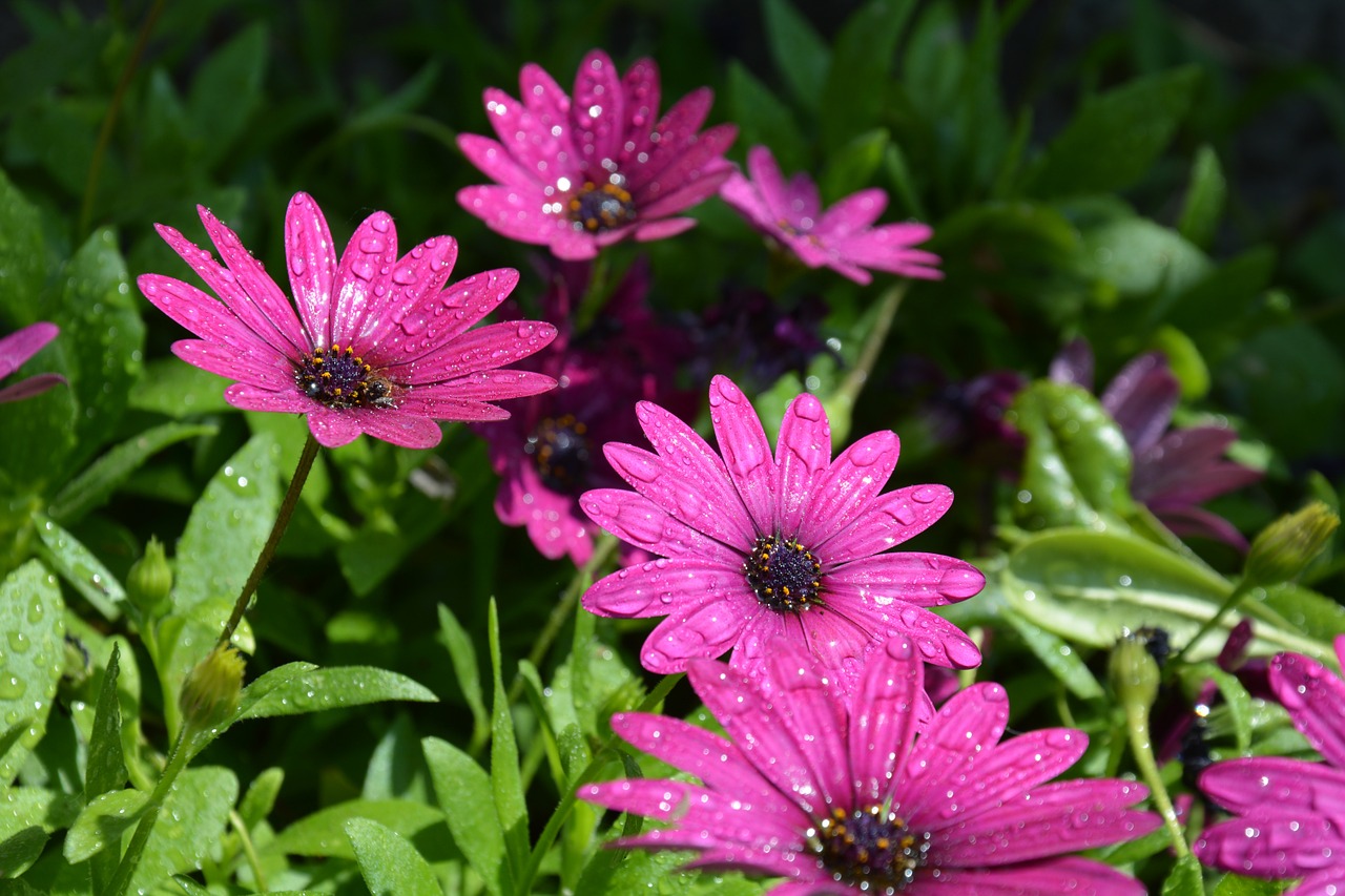 flowers purple flowers flowers dew free photo