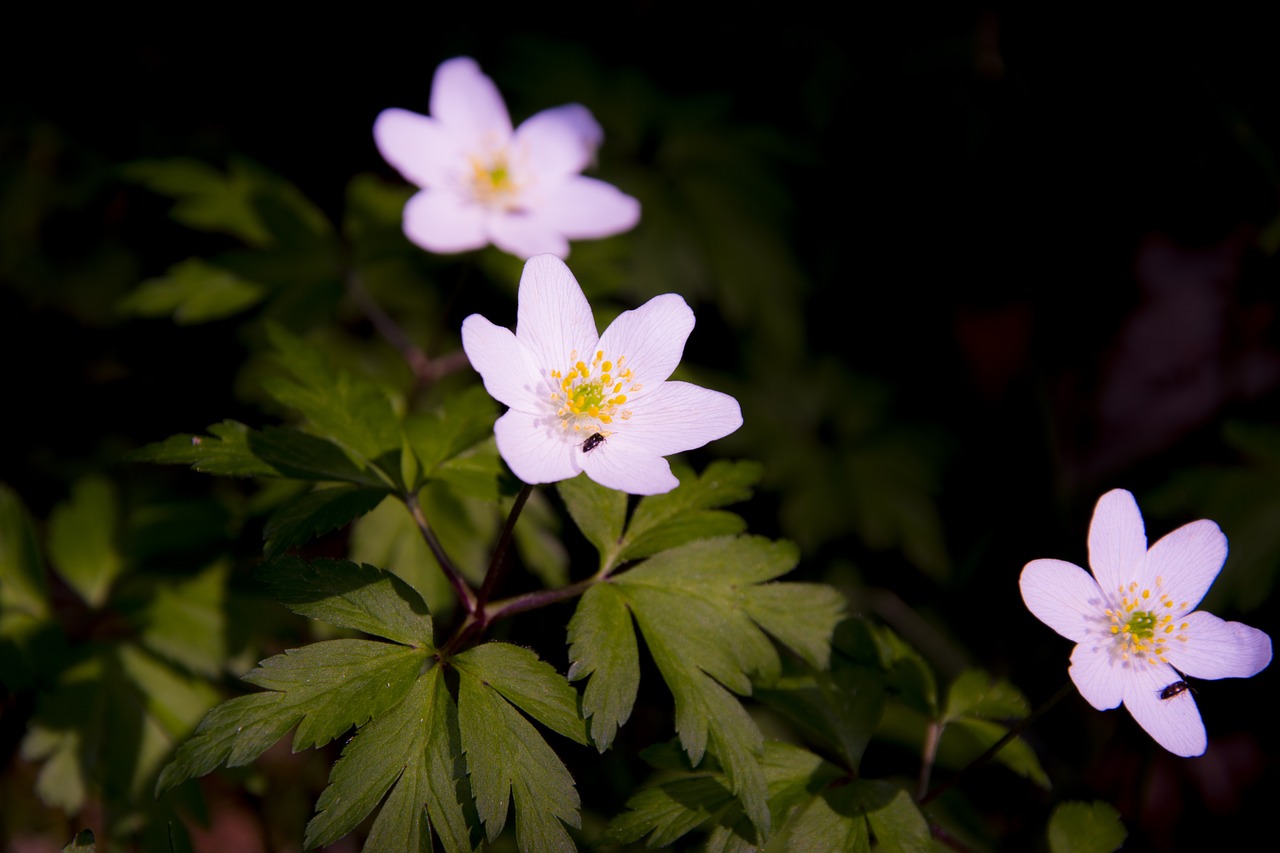 flowers summer forest free photo