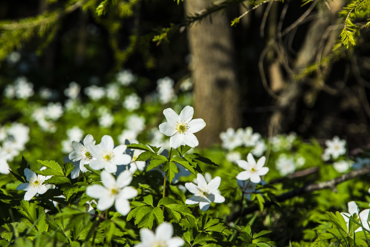 flowers our ekeberg free photo