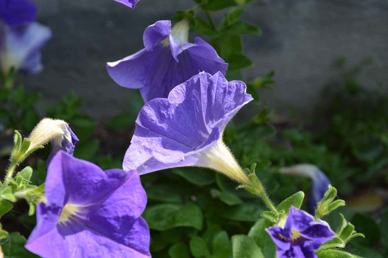 flowers purple flowers petals free photo