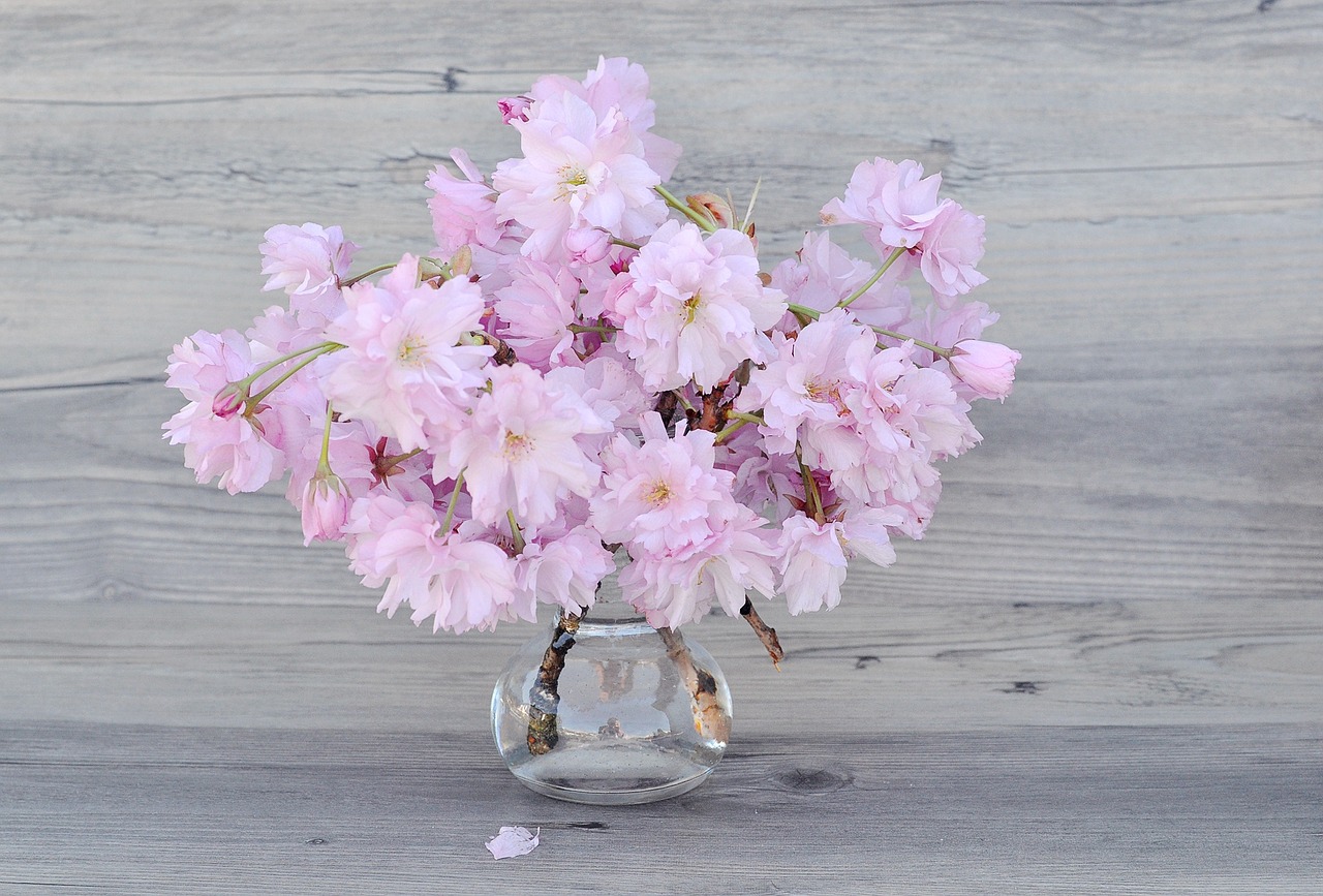 flowers pink cherry blossoms free photo