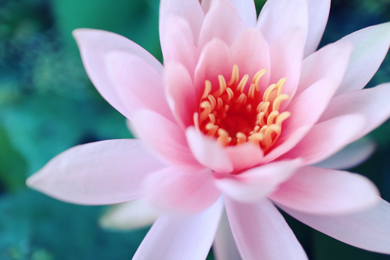 flowers lotus pink free photo