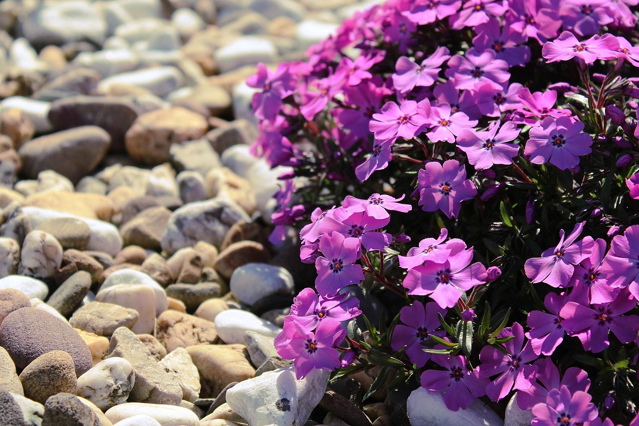 flowers purple plant free photo