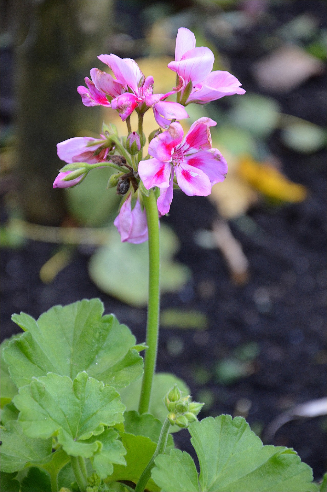 flowers garden decoration free photo