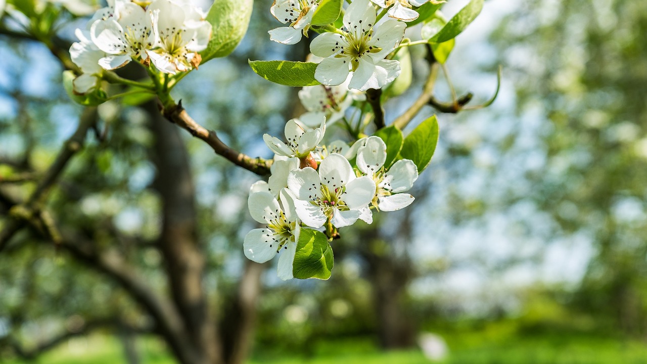 flowers tree apple free photo