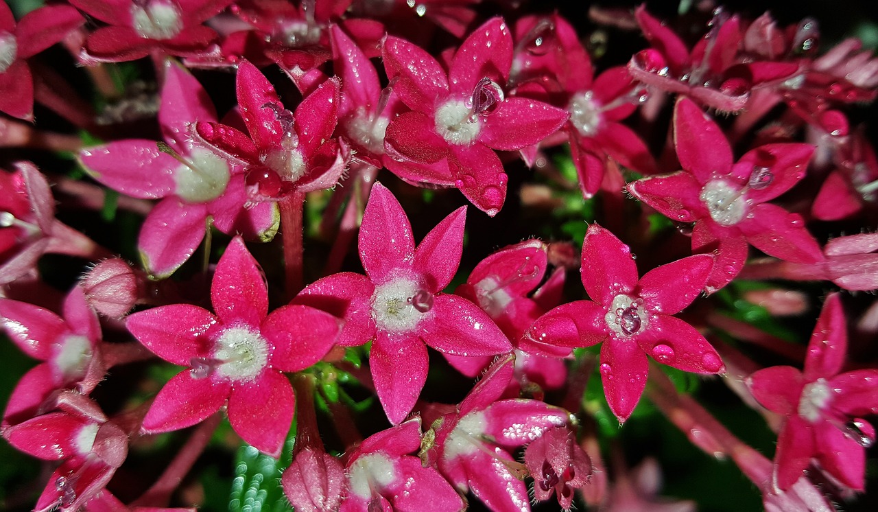 flowers pentas egyptian starcluster free photo