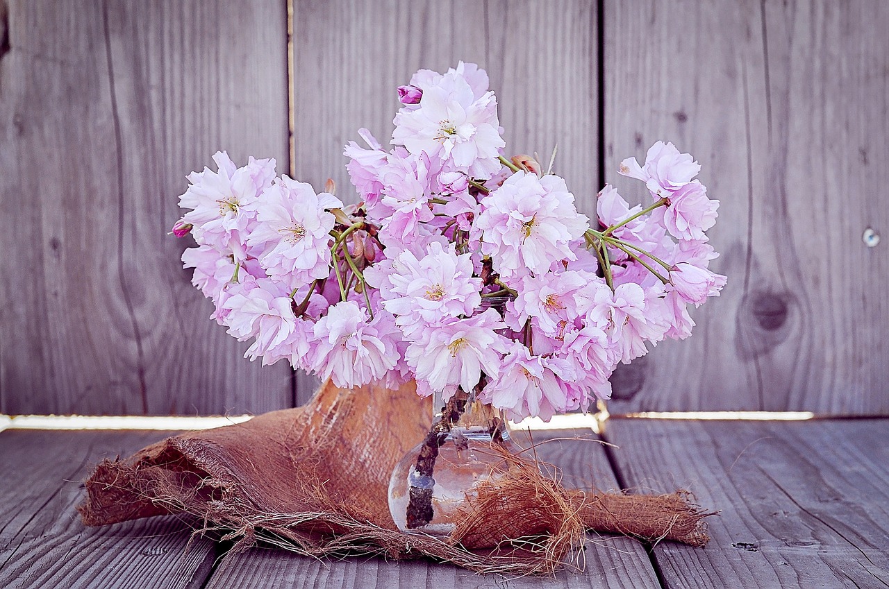 flowers cherry blossoms branches free photo