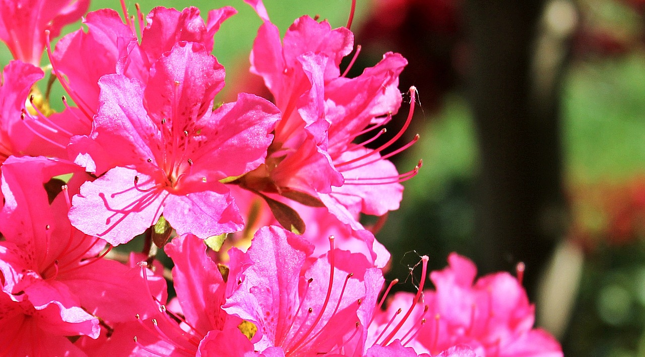 azalea rhododendron flowers free photo