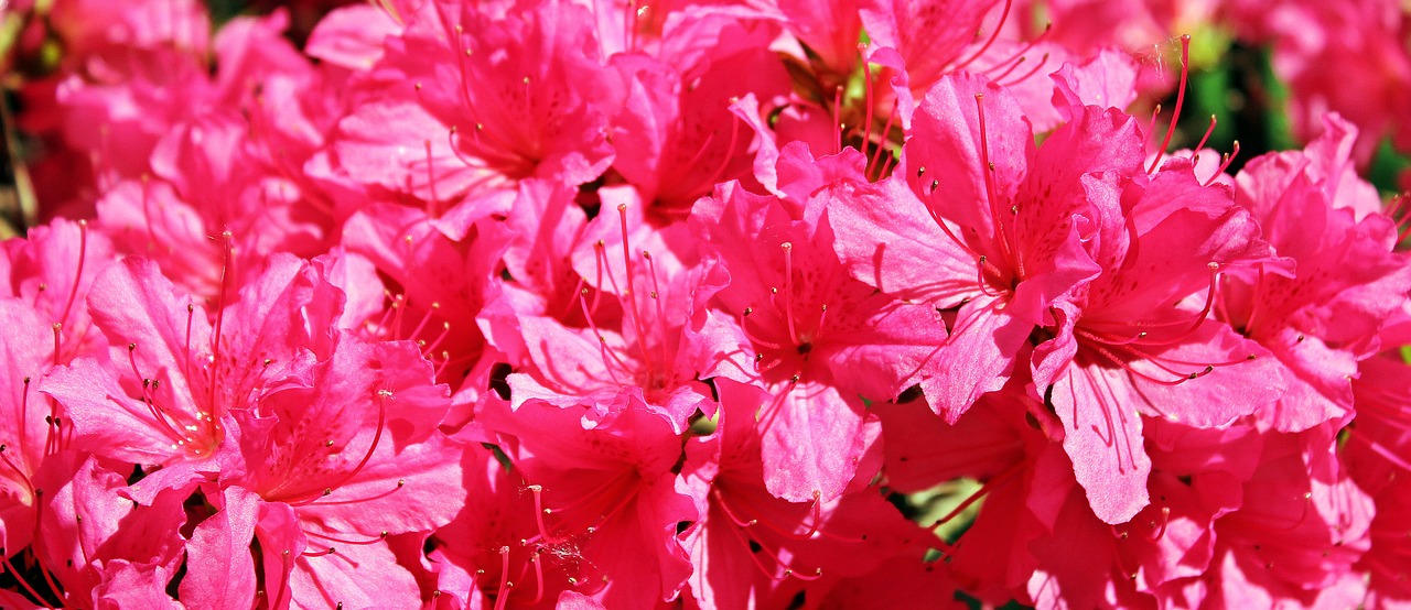 azalea rhododendron flowers free photo