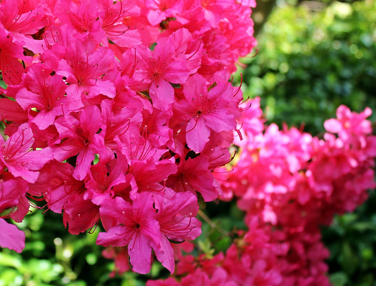 azalea rhododendron flowers free photo