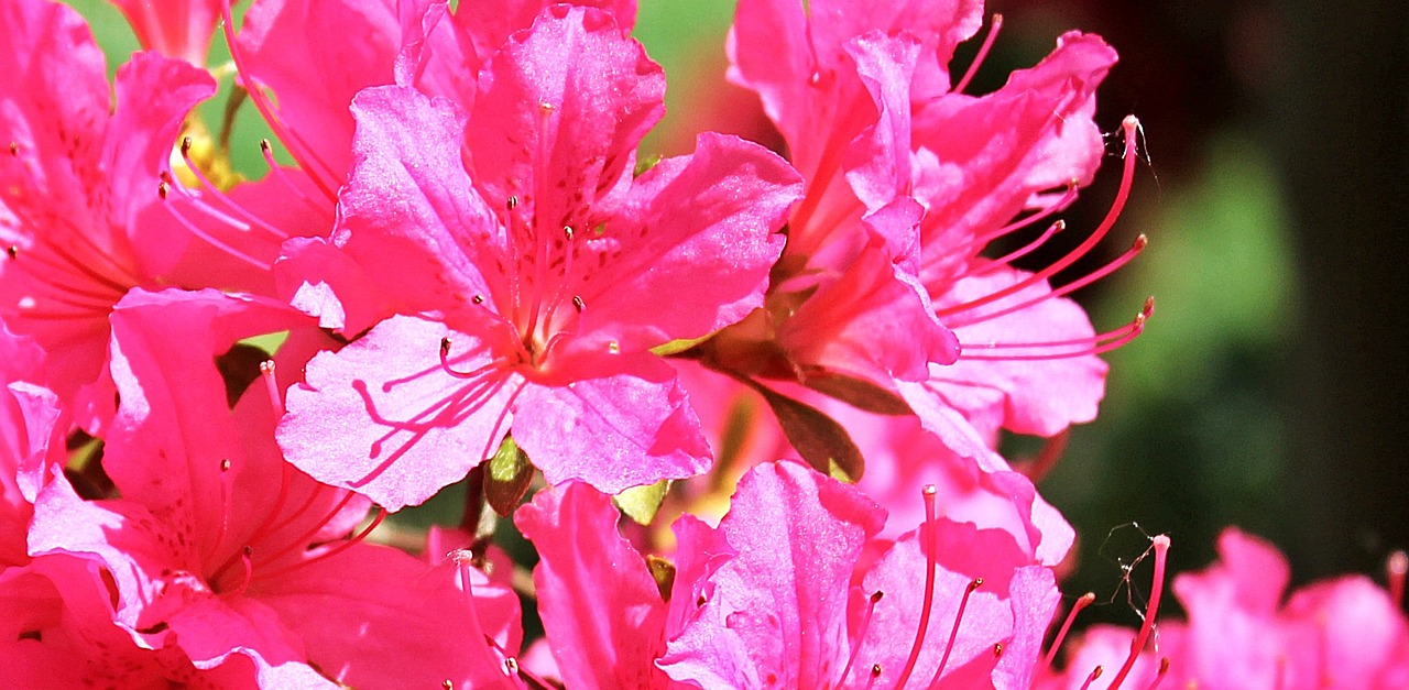 azalea rhododendron flowers free photo