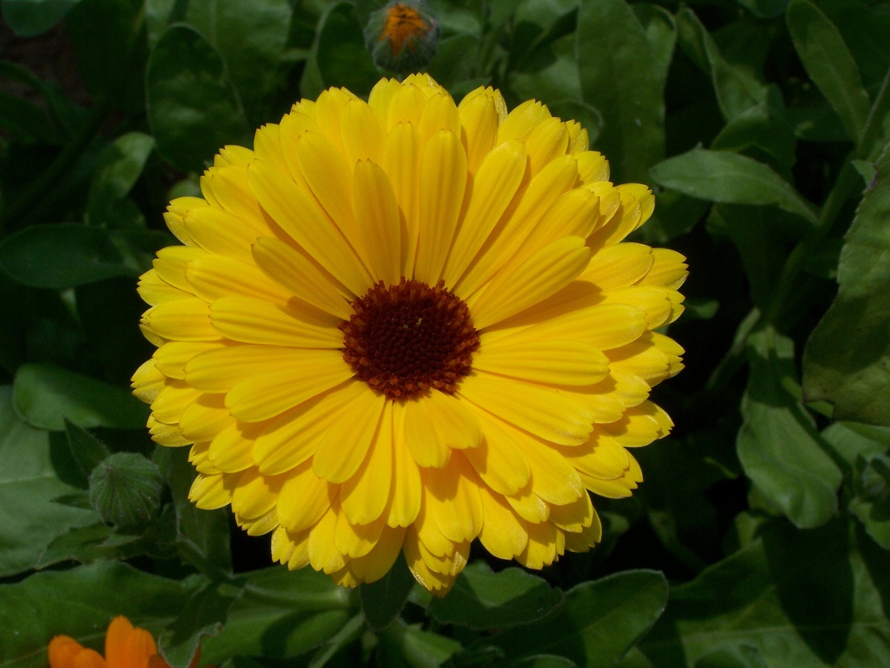 flowers yellow yellow flowers free photo