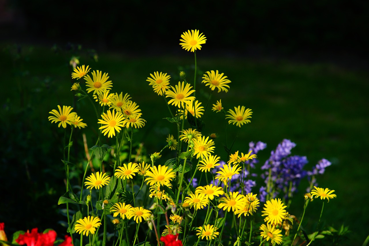 flowers garden yellow free photo