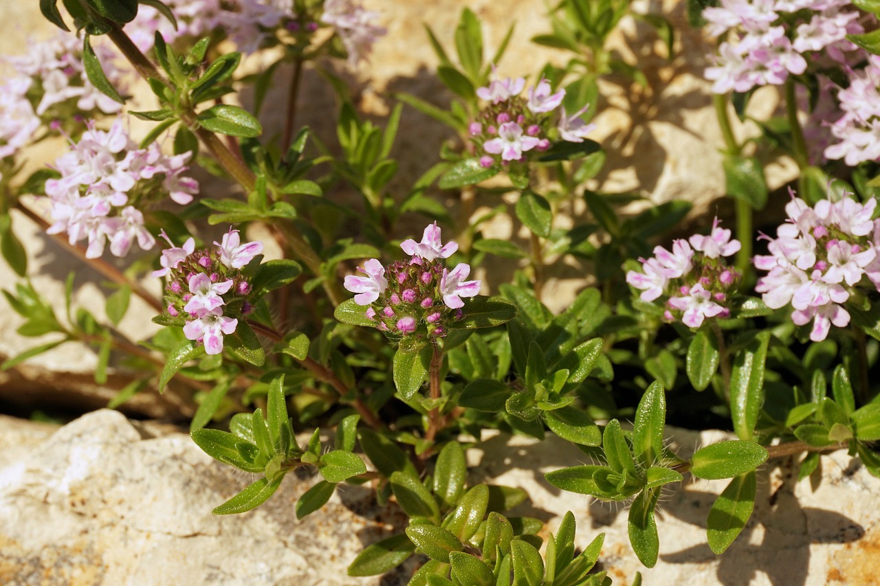 flowers plant nature free photo