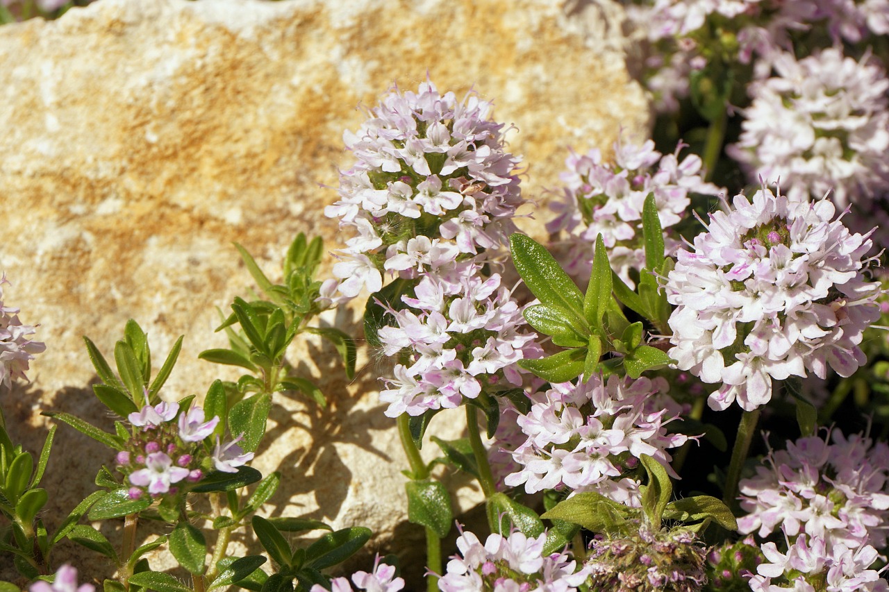 flowers plant nature free photo