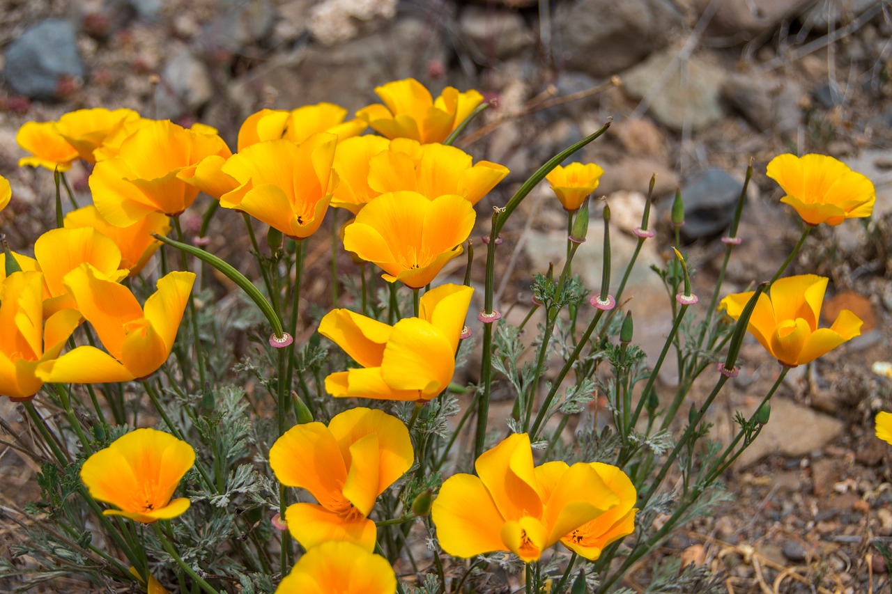 flowers yellow nature free photo