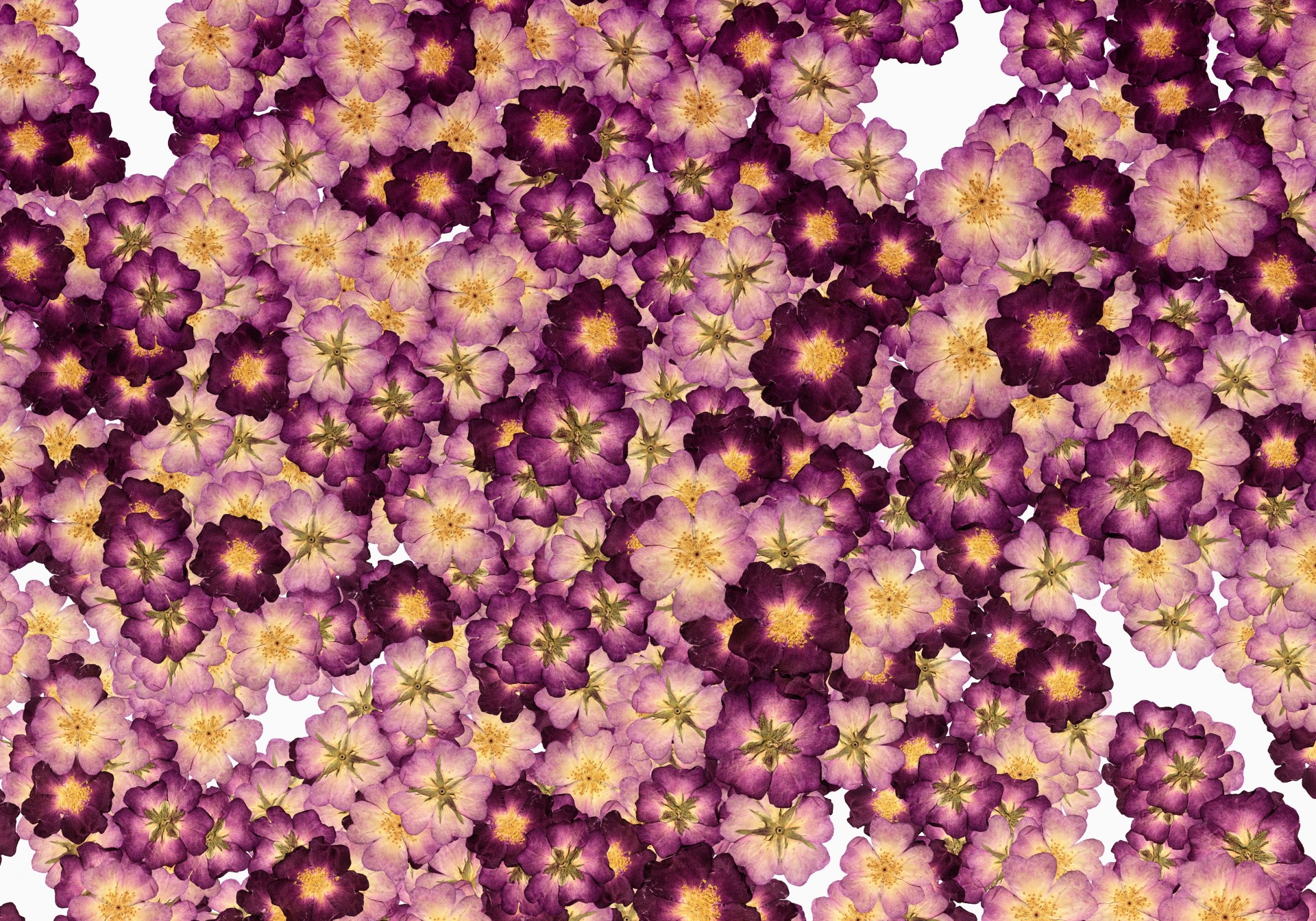 flowers background wallpaper free photo