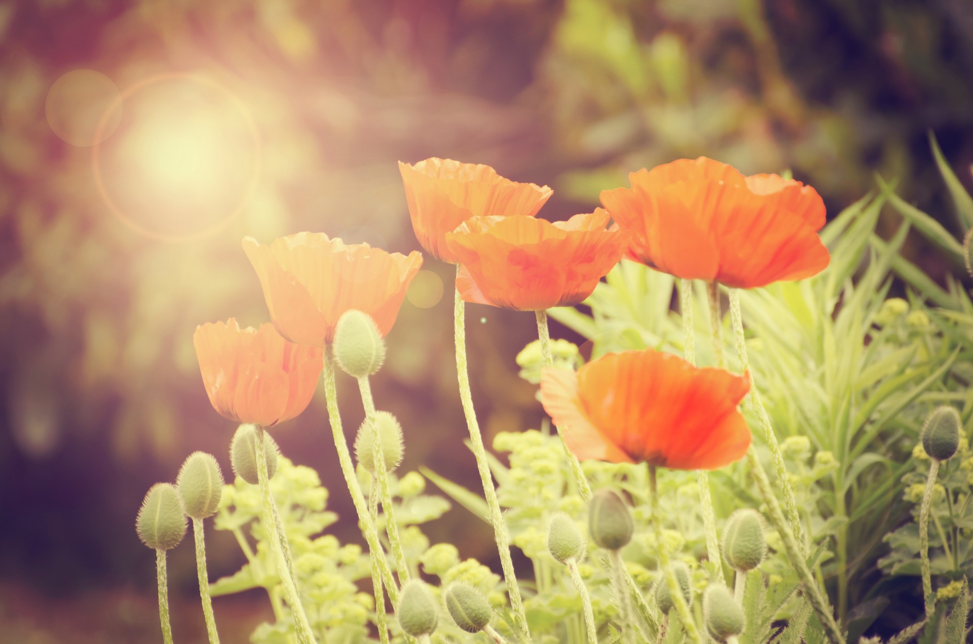 Orange poppy. Красота в деталях фото.