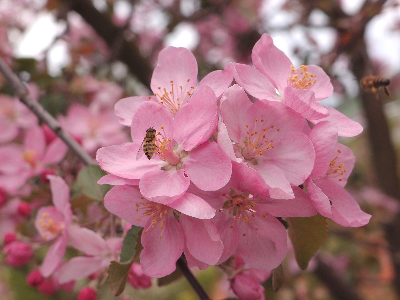 flowers insects fly free photo