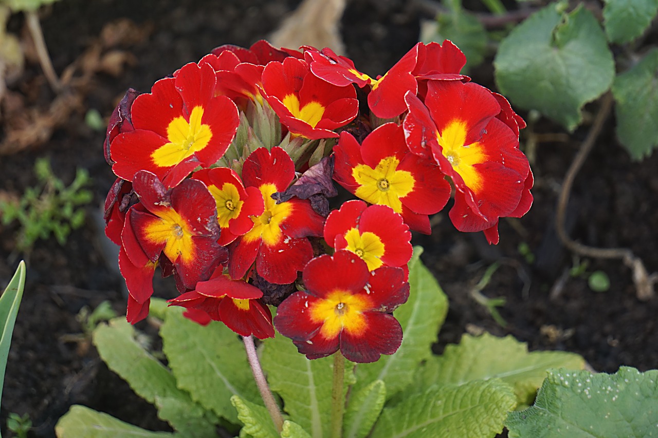 flowers primroses spring free photo