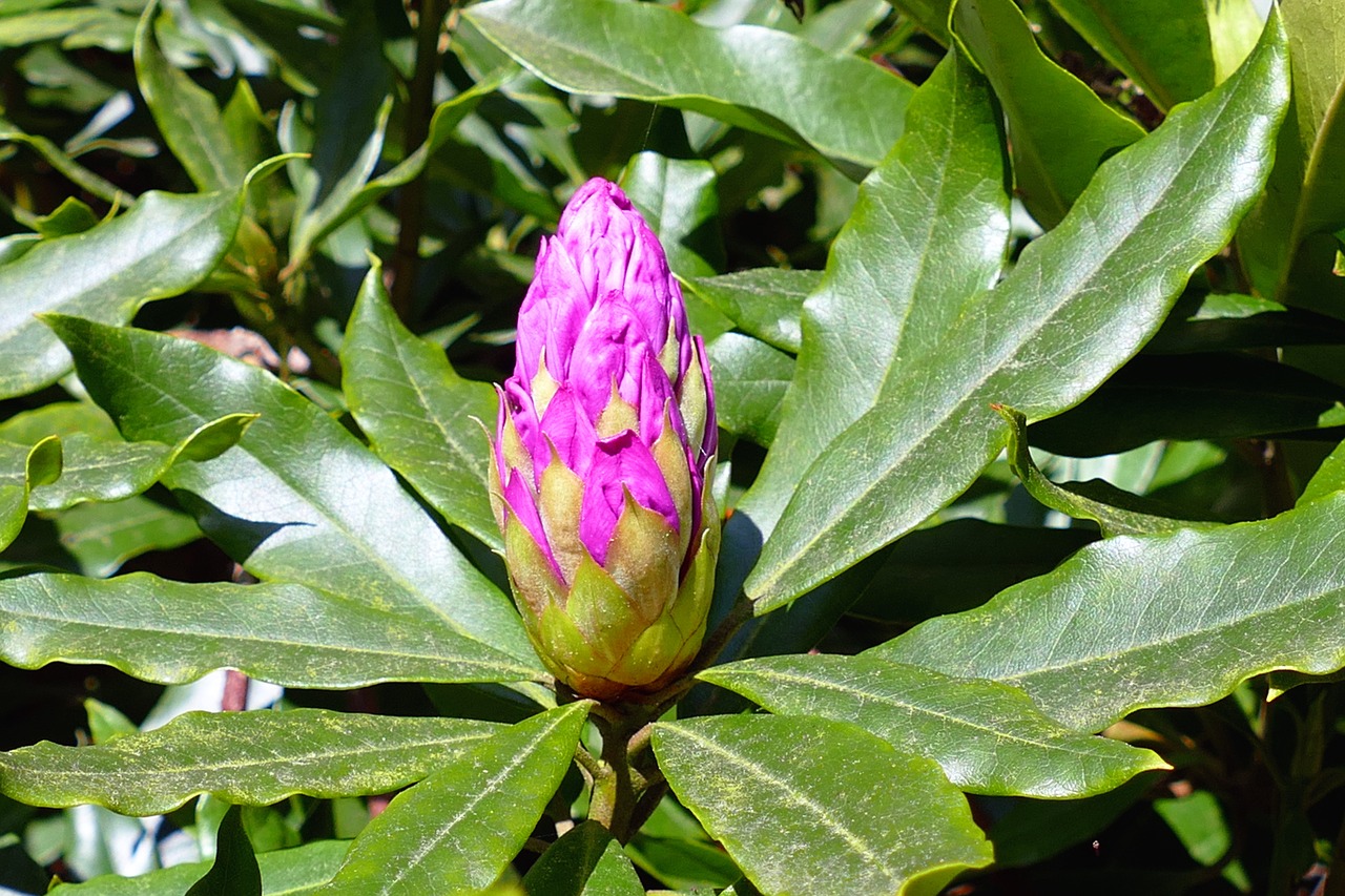 flowers pink purple free photo