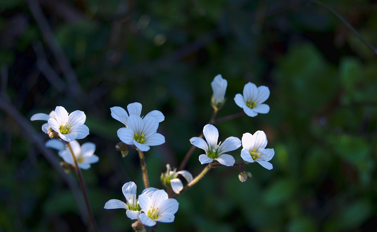 flowers nature plants free photo